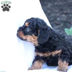 Heidi, Havapoo Puppy