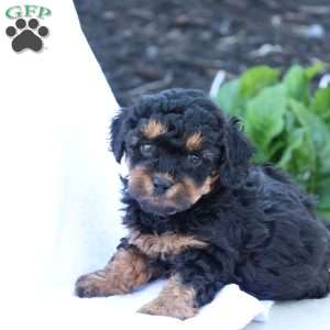 Heidi, Havapoo Puppy