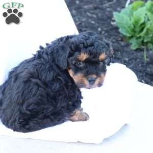 Heidi, Havapoo Puppy