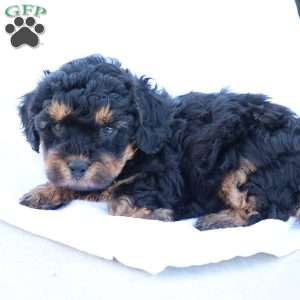 Heidi, Havapoo Puppy