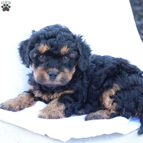 Heidi, Havapoo Puppy