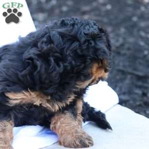 Heidi, Havapoo Puppy