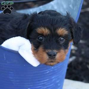 Hellen, Havapoo Puppy