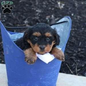 Hellen, Havapoo Puppy