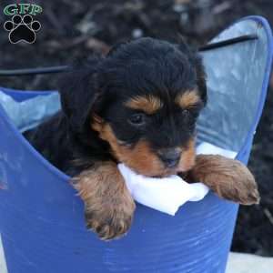 Hellen, Havapoo Puppy