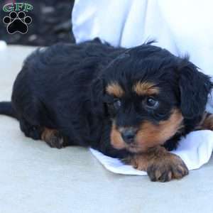 Hellen, Havapoo Puppy
