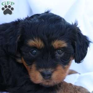 Hellen, Havapoo Puppy