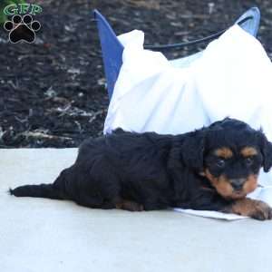 Hellen, Havapoo Puppy