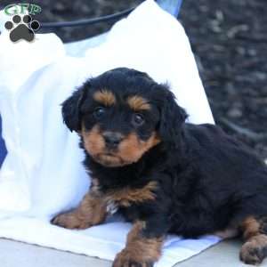 Hellen, Havapoo Puppy