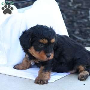 Hellen, Havapoo Puppy