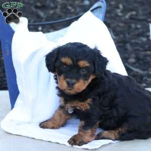Hellen, Havapoo Puppy