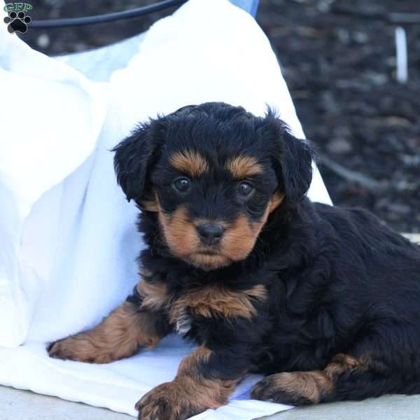 Hellen, Havapoo Puppy