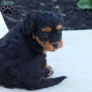 Hellen, Havapoo Puppy