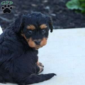 Hellen, Havapoo Puppy