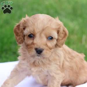 Carl, Cavapoo Puppy