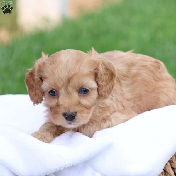 Carl, Cavapoo Puppy