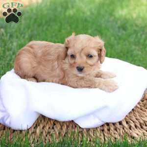 Carl, Cavapoo Puppy