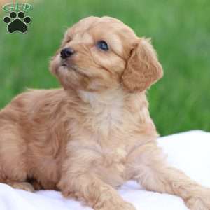Carl, Cavapoo Puppy