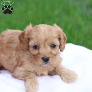 Carl, Cavapoo Puppy