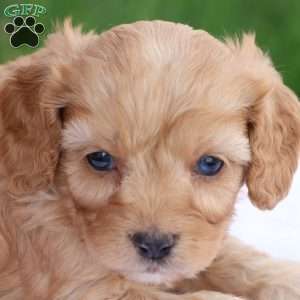 Carl, Cavapoo Puppy