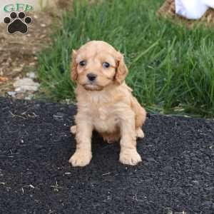 Carl, Cavapoo Puppy
