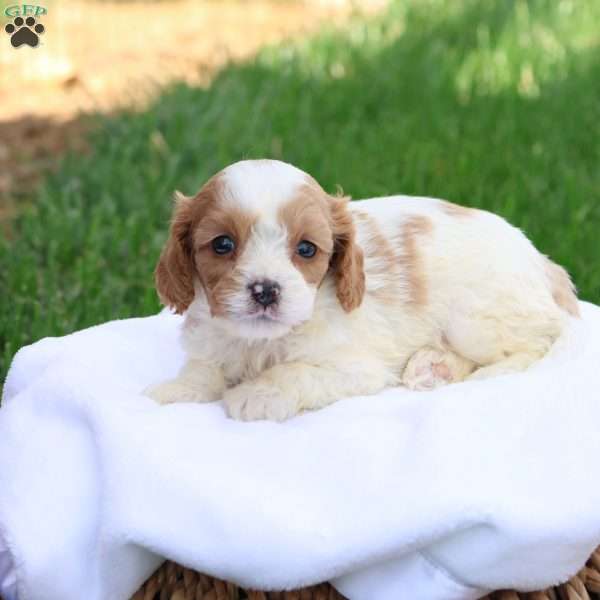 Cody, Cavapoo Puppy