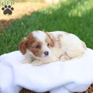 Cody, Cavapoo Puppy