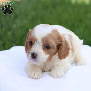 Cody, Cavapoo Puppy