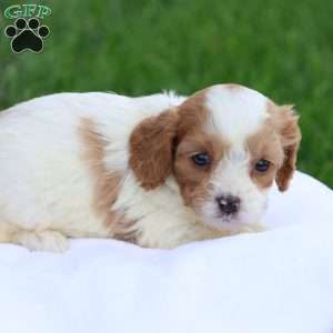 Cody, Cavapoo Puppy