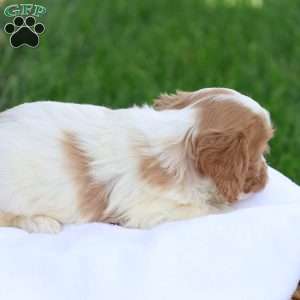 Cody, Cavapoo Puppy