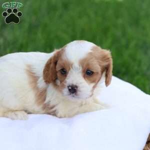 Cody, Cavapoo Puppy