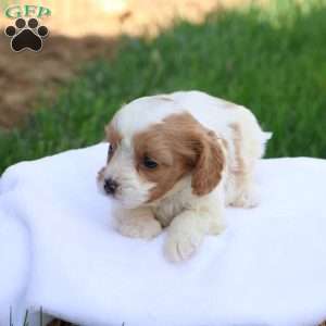 Cody, Cavapoo Puppy