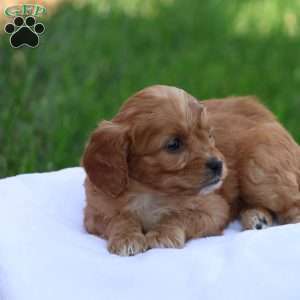 Christa, Cavapoo Puppy