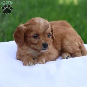 Christa, Cavapoo Puppy