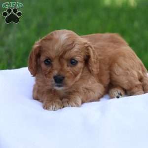 Christa, Cavapoo Puppy