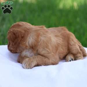 Christa, Cavapoo Puppy