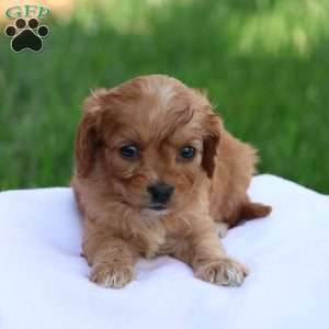 Christa, Cavapoo Puppy