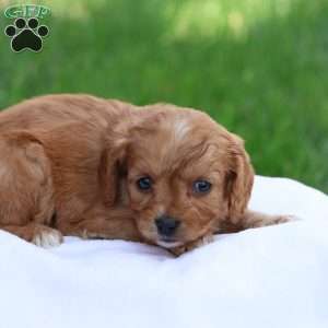Christa, Cavapoo Puppy