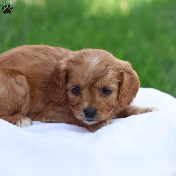 Christa, Cavapoo Puppy