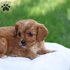 Christa, Cavapoo Puppy
