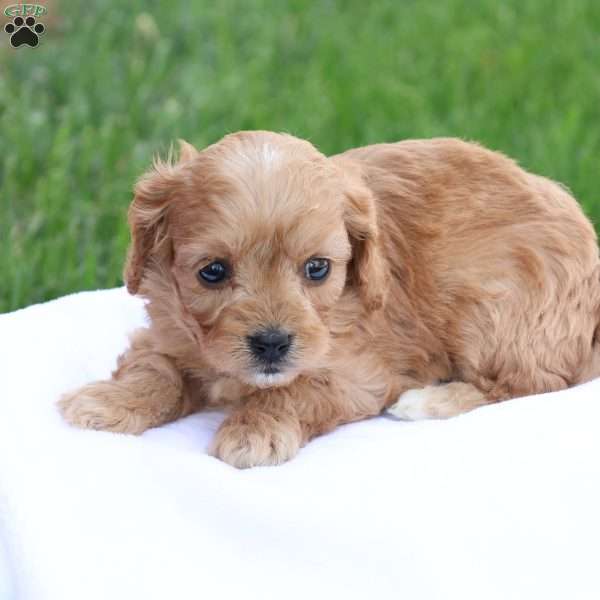 Curtis, Cavapoo Puppy
