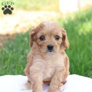 Curtis, Cavapoo Puppy