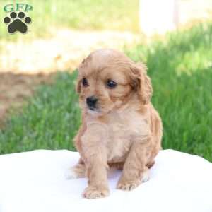 Curtis, Cavapoo Puppy