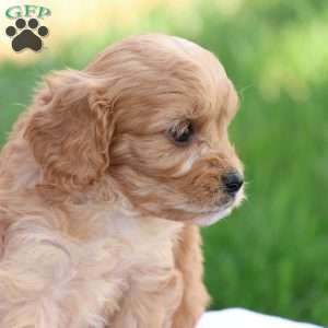 Curtis, Cavapoo Puppy