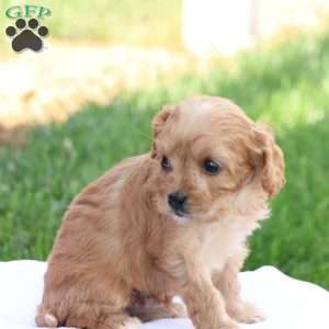 Curtis, Cavapoo Puppy