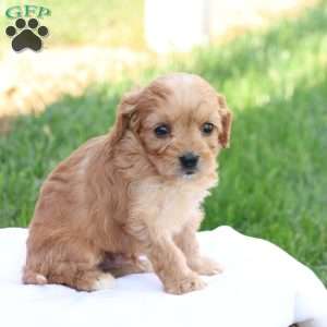 Curtis, Cavapoo Puppy