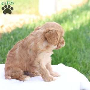 Curtis, Cavapoo Puppy