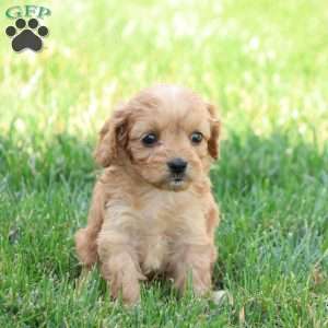 Curtis, Cavapoo Puppy