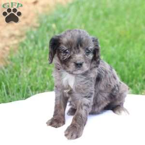 Cheryl, Cavapoo Puppy