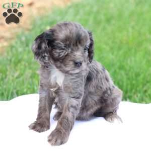 Cheryl, Cavapoo Puppy